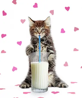 Straws: Cat