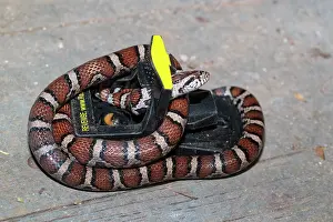 Lampropeltis: Milk Snake caught and rescued from mouse trap in basement