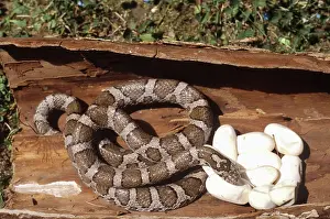 Lampropeltis: Milk Snake with Eggs