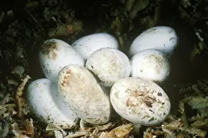 Lampropeltis: Milk snake eggs