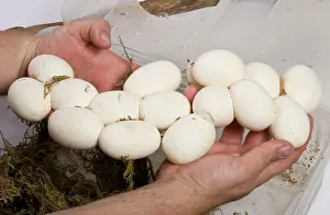Scientists: Milk Snake - eggs in hand