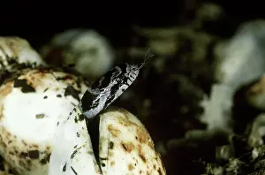 Lampropeltis: Milk Snake emerging from egg