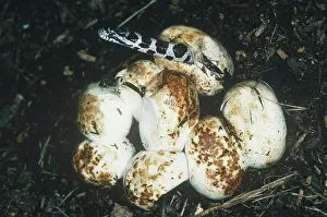 Lampropeltis: Milk Snake emerging from egg