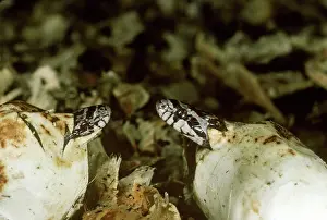 Lampropeltis: Milk Snakes Hatching