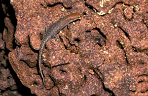 Skinks: Milk termite - damaged nest mound, with skink preying