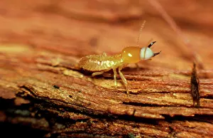 Producing: Milk termite - producing milky fluid in defence