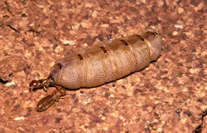 Attendant: Milk termite - queen and attendant king