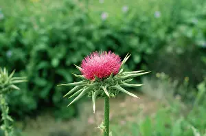 Thistles: Milk Thistle