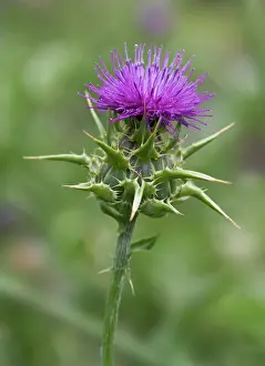 Blessed: Milk thistle