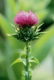 Blessed: Milk Thistle