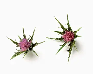 Blessed: Milk thistle