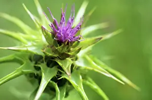 Blessed: Milk Thistle