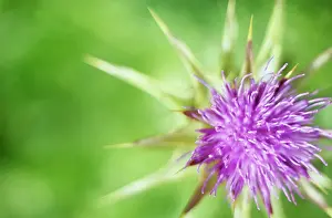 Blessed: Milk Thistle