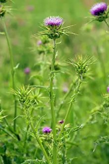 Marianum: Milk Thistle - in flower - Italy
