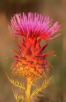 Thistles: Milk THISTLE - Flowering