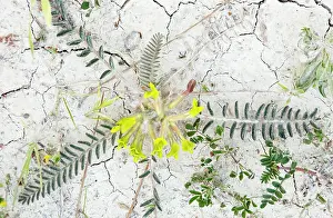 Vetch: Milk-vetch endemic Cyprus