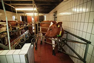 Stall: Milking barn