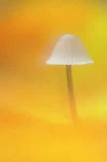 Bonnet: Milking Bonnet