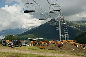 Ropeway: Milking cows in summer in La Plagne