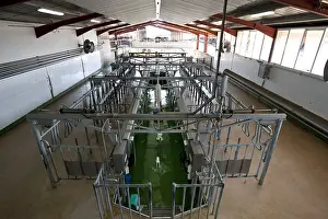 Prim: Milking cows empty Ventosilla farm Spain