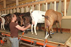 Manual: Milking the goat of Saint-Nicolas-de-Bliquetuit