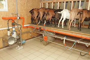 Manual: Milking the goat of Saint-Nicolas-de-Bliquetuit