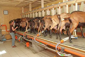 Manual: Milking the goat of Saint-Nicolas-de-Bliquetuit