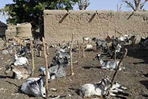 Piles: Before milking goats on morning Mali Tieblena