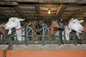 Book: Milking goats in the pastures in Savoy