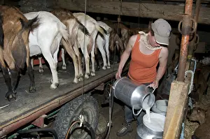 Backs: Milking goats in the pastures in Savoy