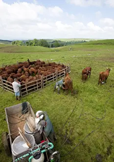 Aliments: Milking a herd of cows in pasture Cantal Salers