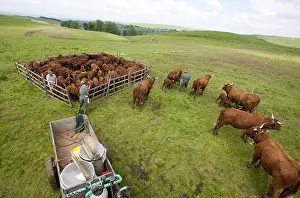 Aliments: Milking a herd of cows in pasture Cantal Salers