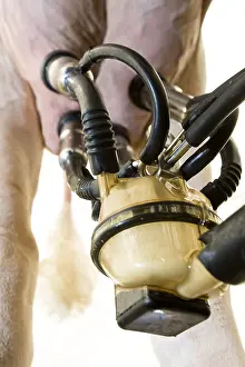 Aliments: Milking machine on Holstein cow udder