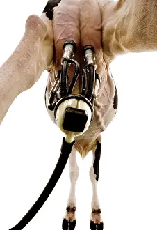 Aliments: Milking machine on Holstein cow udder