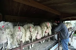 Raising: Milking of Sardinian sheeps in Casentino - Tuscany