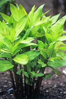 Asclepias: Milkweed
