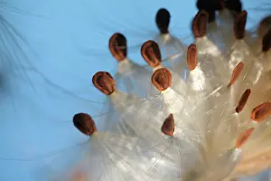 Asclepias: Milkweed