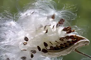 Asclepias: Milkweed