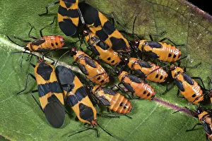 Aggregation: Milkweed Bugs