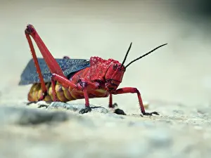 Milkweed: Milkweed Grasshopper
