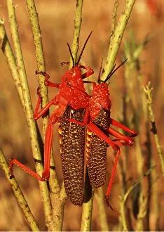 Peter Steyn: MILKWEED LOCUSTS - two