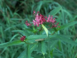 Larvae: Milkweed with Monarch Caterpillar