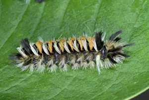 Tussock: Milkweed Tussock Caterpillar
