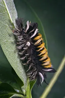 Tussock: Milkweed Tussock Caterpillar