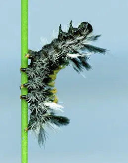 Tussock: Milkweed Tussock Caterpillar