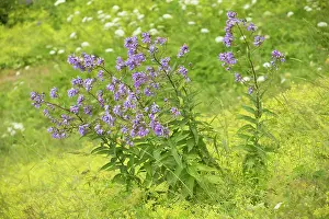 Campanula: Milky Bellflower in flower Pontic Alps, Turkey