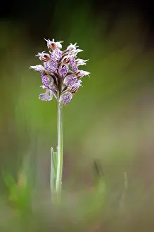 Neotinea: Milky Orchid