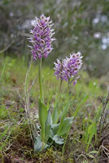 Milky: Milky Orchid (Neotinea lactea), Three flowers in