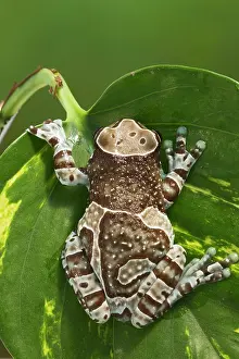 Trachycephalus: Milky Tree Frog - on leaf