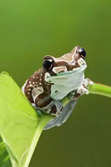 Trachycephalus: Milky Tree Frog - on leaf